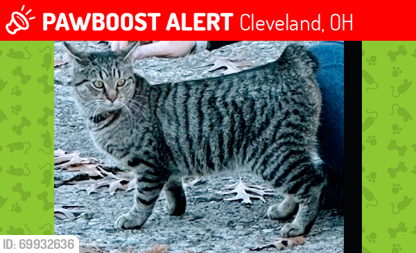 Lost Male Cat last seen Poinciana and Rocky River drive , Cleveland, OH 44135