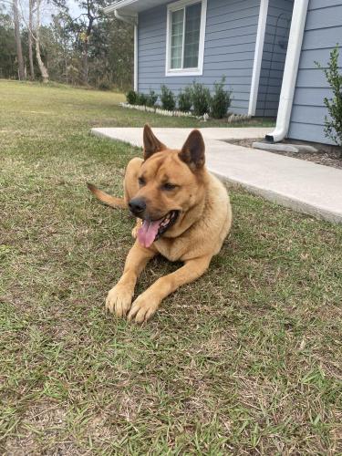 Lost Male Dog last seen Near cue lake drive Hawthorne florida, Hawthorne, FL 32640