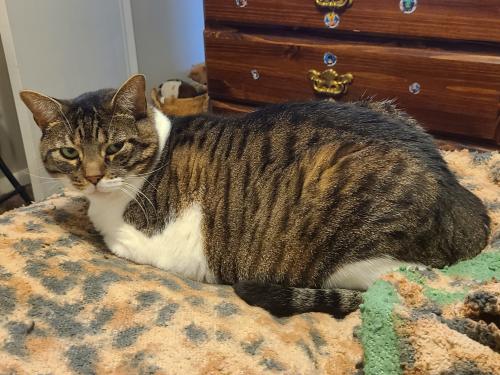 Lost Male Cat last seen Peppersong Dr. , Bloomingdale hills community , Riverview, FL 33578