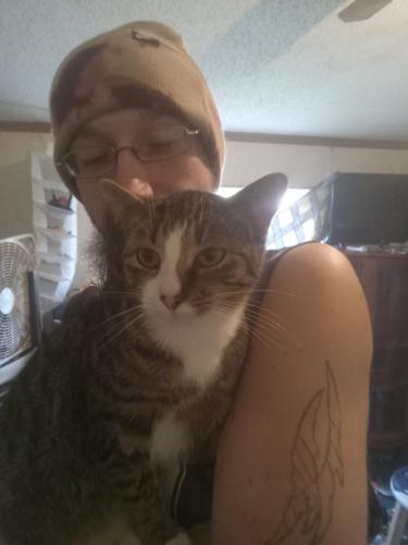 Lost Female Cat last seen Whitehall indiana , Clay Township, IN 47460