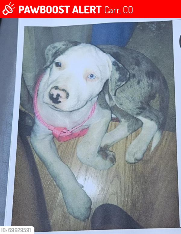 Lost Female Dog last seen County Road 29 HWY 85 80648, Nunn, CO 80648