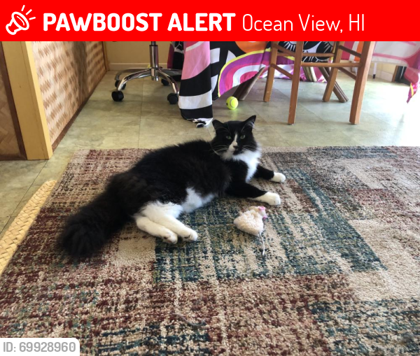 Lost Female Cat last seen Prince Kuhio Blvd, Ocean View, HI 96704