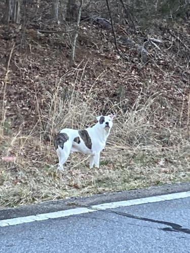 Found/Stray Male Dog last seen On the side of the road past Cleveland Rd Elementary going toward Atlanta hwy, Athens, GA 30622