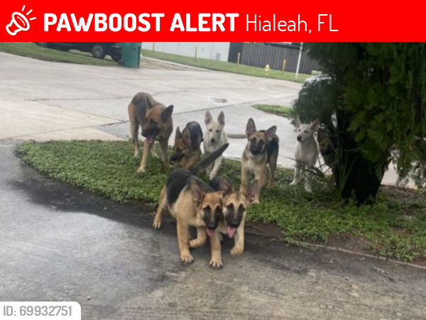 Lost Female Dog last seen Near street and 57th Ave (Honey Hills), Hialeah, FL 33015