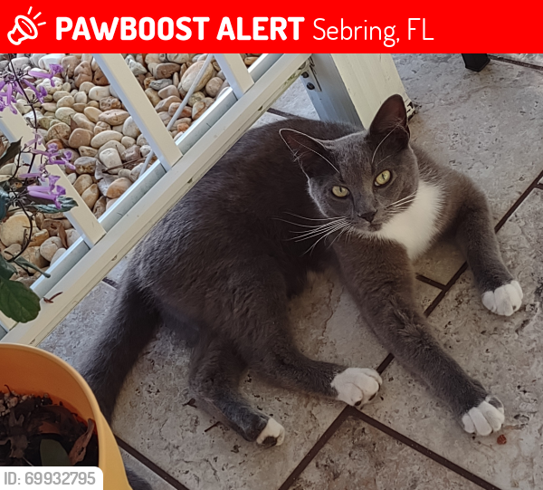 Lost Male Cat last seen Sebring avenue, Sebring, FL 33875