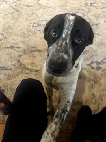 Lost Male Dog last seen Mouse Creek , Cleveland, TN 37312