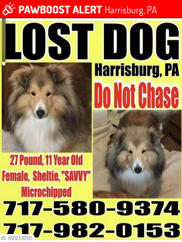 Lost Female Dog last seen Near block of Locust Lane Harrisburg PA , Harrisburg, PA 17103