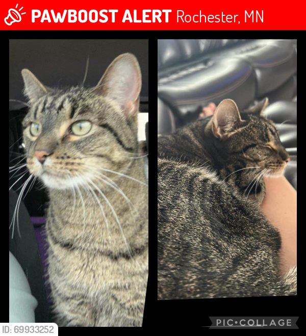 Lost Female Cat last seen Morris Hills Subdivision NE Rochester , Rochester, MN 55906