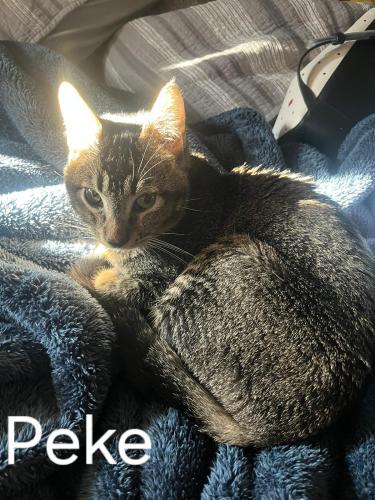 Lost Male Cat last seen Hill Dr and/or Durian , Vista, CA 92083