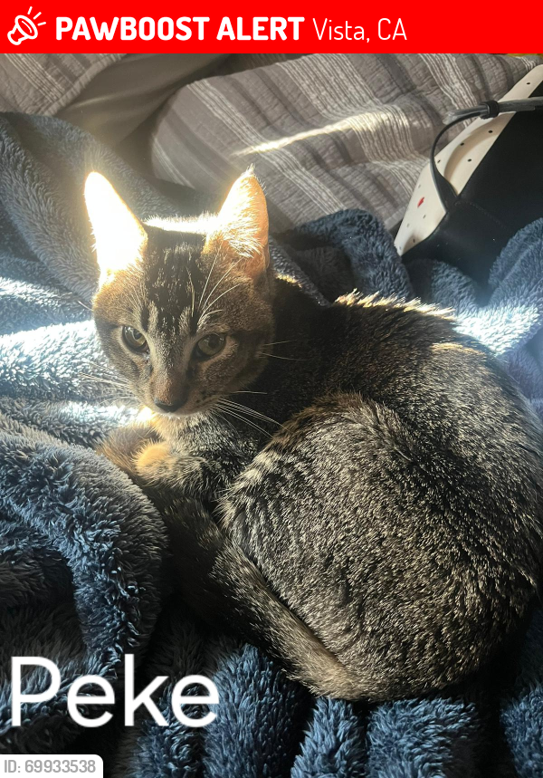 Lost Male Cat last seen Hill Dr and/or Durian , Vista, CA 92083