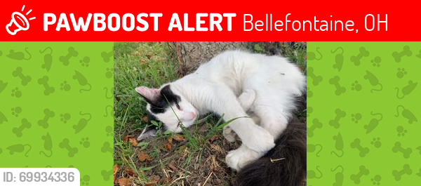 Lost Male Cat last seen Last seen 1600 S Detroit St, Bellefontaine, OH 43311