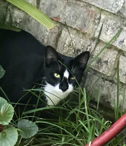 Lost Male Cat last seen East Johnson and Chalet place, Pensacola, FL 32514