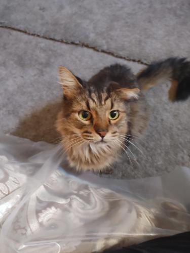Lost Male Cat last seen Ann/simmons, North Las Vegas, NV 89031