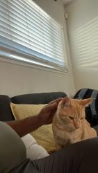 Lost Male Cat last seen Via Del Rio , Corona, CA 92882