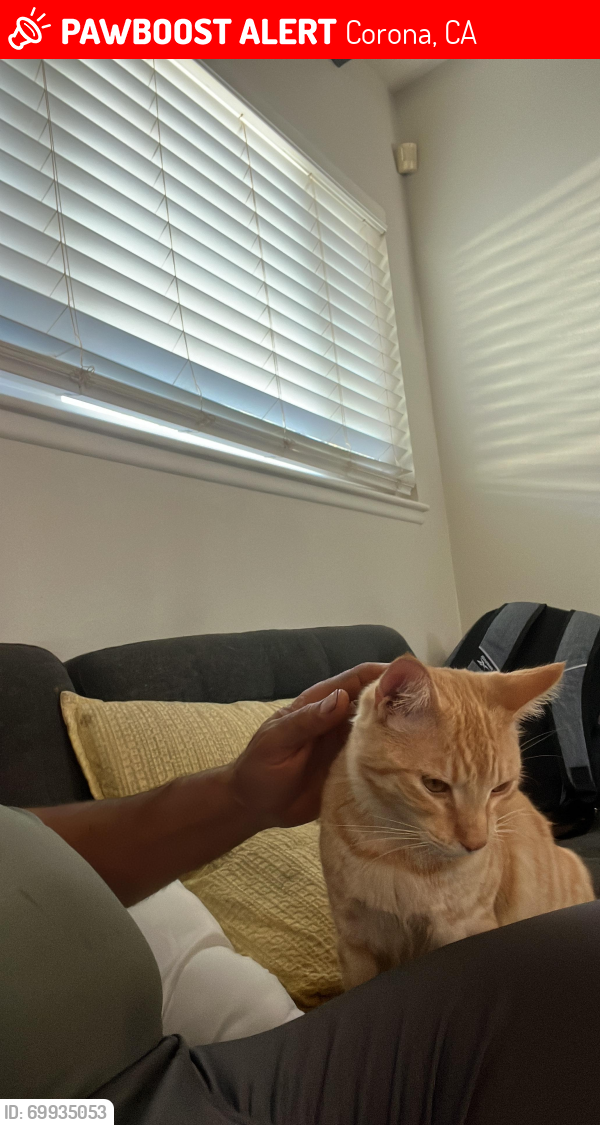 Lost Male Cat last seen Via Del Rio , Corona, CA 92882