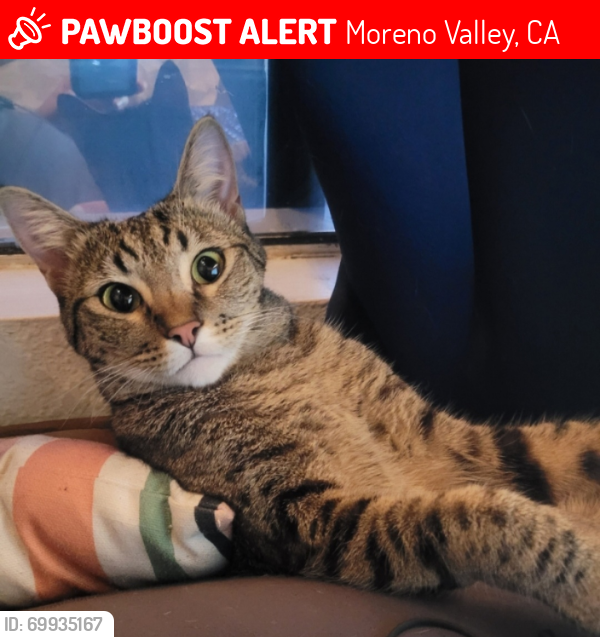 Lost Female Cat last seen Between Iris Avenue and Perris blvd , Moreno Valley, CA 92551