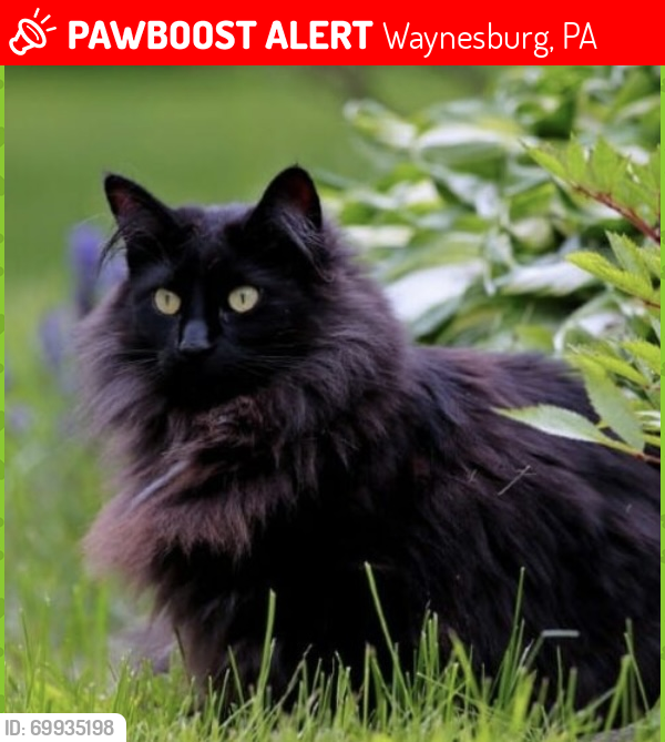 Lost Female Cat last seen Tollgate run waynesburg PA, Waynesburg, PA 15370