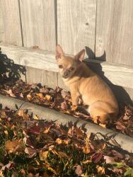 Lost Female Dog last seen Songbird Pl, Lodi, CA 95240