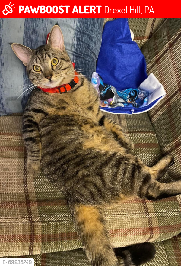 Lost Male Cat last seen Got out of the hse after a burglary through an open window, Drexel Hill, PA 19026