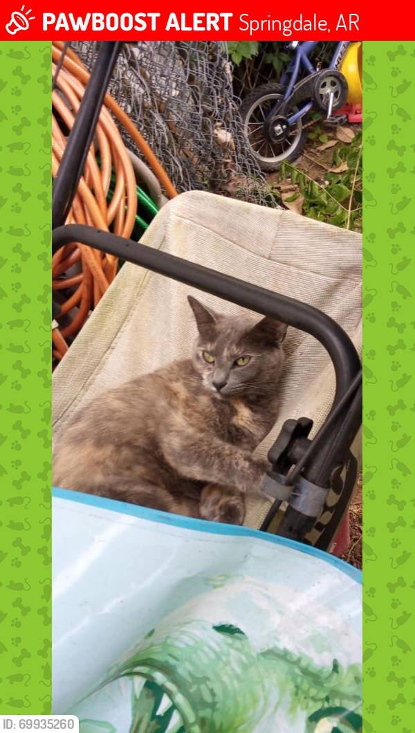 Springdale Ar Lost Female Cat Ana Is Missing Pawboost