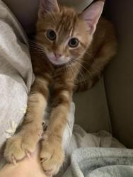 Lost Male Cat last seen Columbine & Orchard, Cedar Park, TX 78613