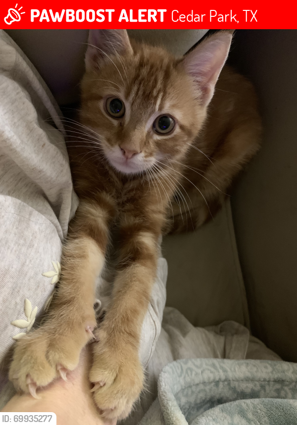 Lost Male Cat last seen Columbine & Orchard, Cedar Park, TX 78613