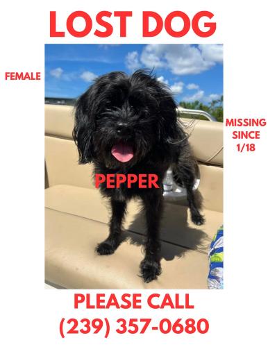 Lost Female Dog last seen Estero parkway/ three oaks, Estero, FL 34135