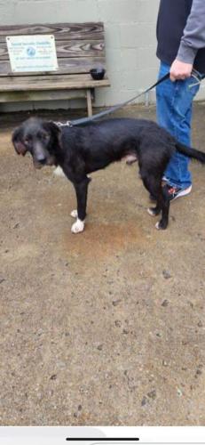 Lost Male Dog last seen East End Drive and Elliot St. Humboldt, TN, Humboldt, TN 38343