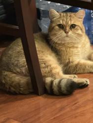 Reunited Male Cat last seen Camarina dr and Galatina dr, Rowland Heights, CA 91748