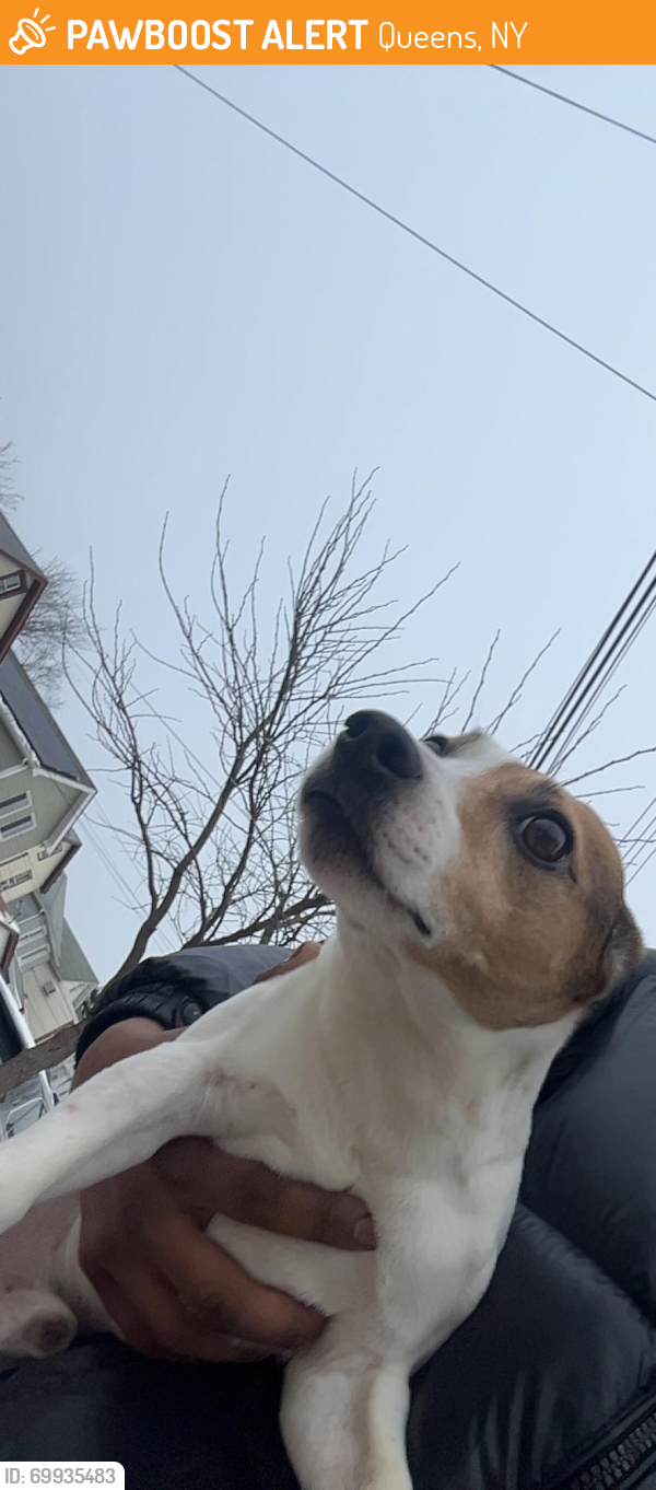 Queens, NY Stray Male Dog Found Near 147th street | PawBoost