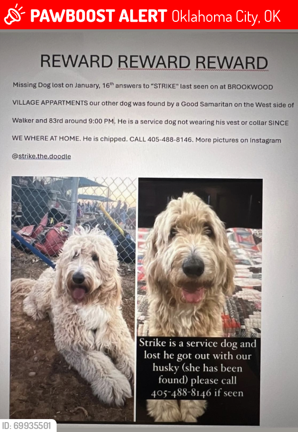 Lost Male Dog last seen Brookwood village apmts, SW 89th and Walker OKC , Oklahoma City, OK 73139