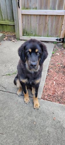 Lost Male Dog last seen West of Bexley, Columbus, OH 43205