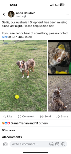 Lost Female Dog last seen Hwy 14 and 3528 Bonnie Rd , Lake Arthur, LA 70549