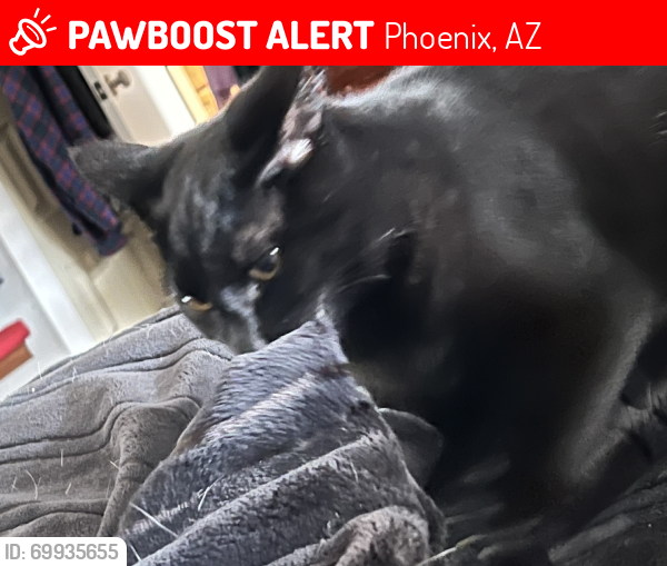 Lost Male Cat last seen 35th Ave and Greenway, Phoenix, AZ 85053