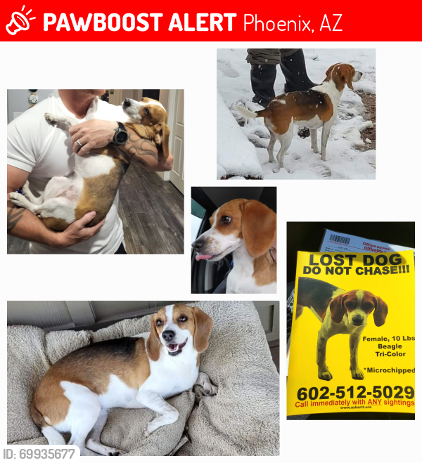 Lost Female Dog last seen 43rd Ave and pinnacle peak , Phoenix, AZ 85310