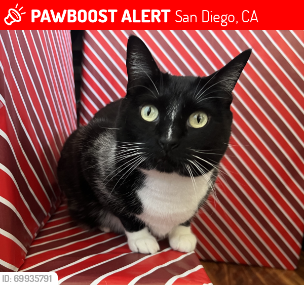 Lost Female Cat last seen Near La Cuenta Dr., San Diego, CA 92124
