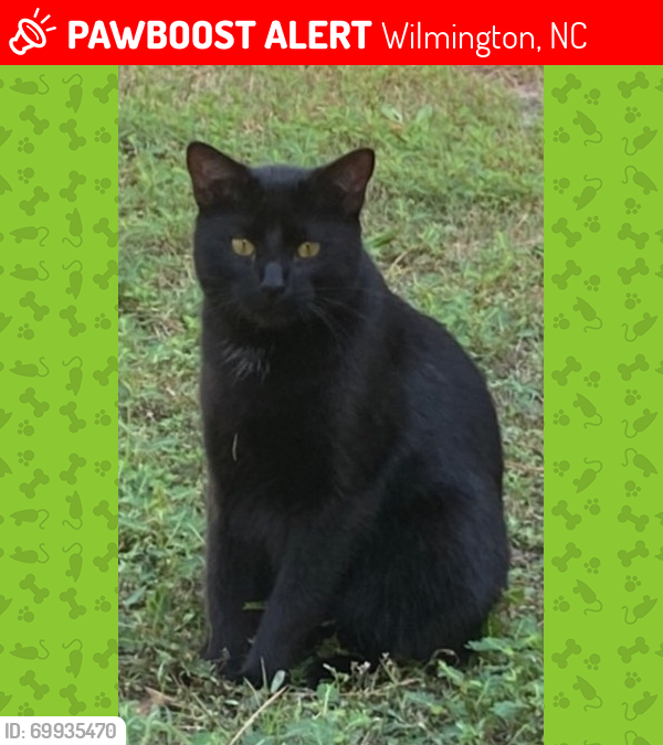 Lost Male Cat last seen Near Timber Lane Wilmington, Wilmington, NC 28405