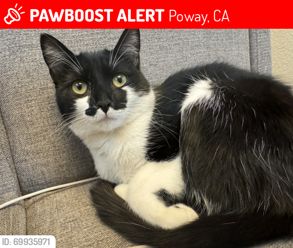 Pawboost sales lost cats