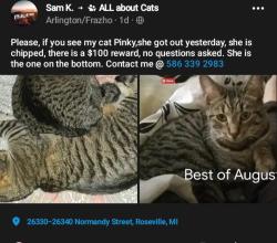Lost Female Cat last seen Near Normandy st, Roseville, MI 48066