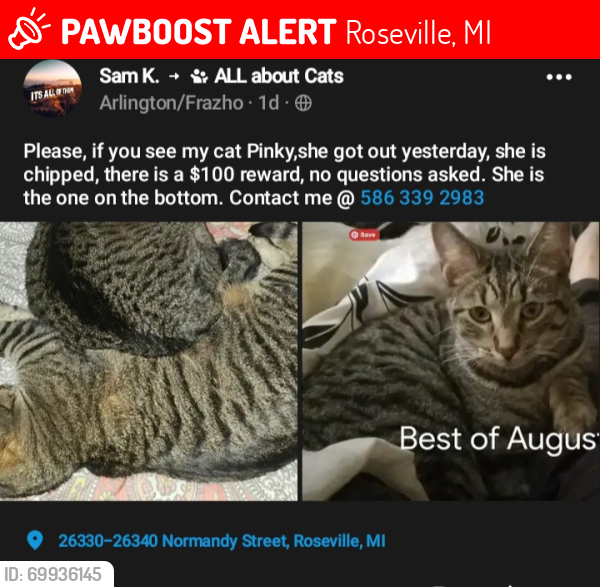 Lost Female Cat last seen Near Normandy st, Roseville, MI 48066