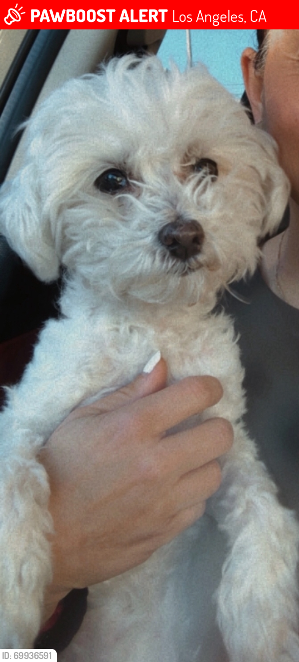 Lost Female Dog last seen Normandie and Santa Monica Blvd , Los Angeles, CA 90004