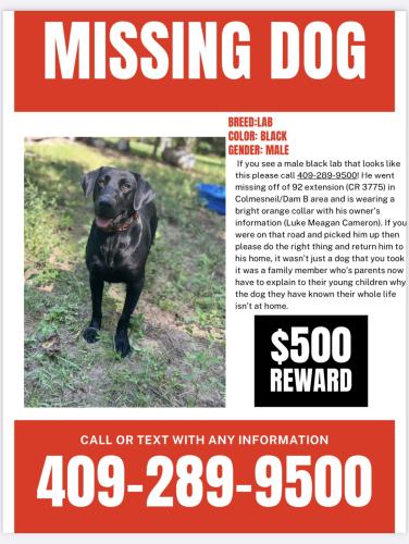 Lost Male Dog last seen Colmesneil, Colmesneil, TX 75938