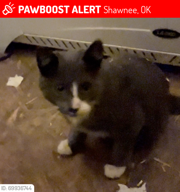 Lost Unknown Cat last seen Park Ave & Burns, Shawnee, OK 74801