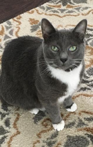 Lost Male Cat last seen Strawberry Fields Ln and Maggie May Way, Charlotte, NC 28278