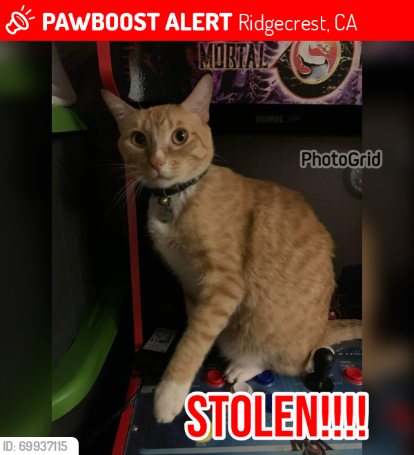 Lost Male Cat last seen Cottonwood Dr and Sunland St, Ridgecrest, CA 93555