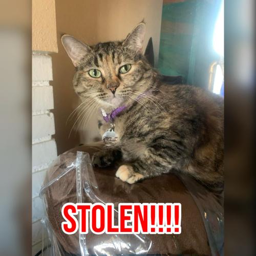Lost Female Cat last seen Cottonwood Dr and Sunland St, Ridgecrest, CA 93555