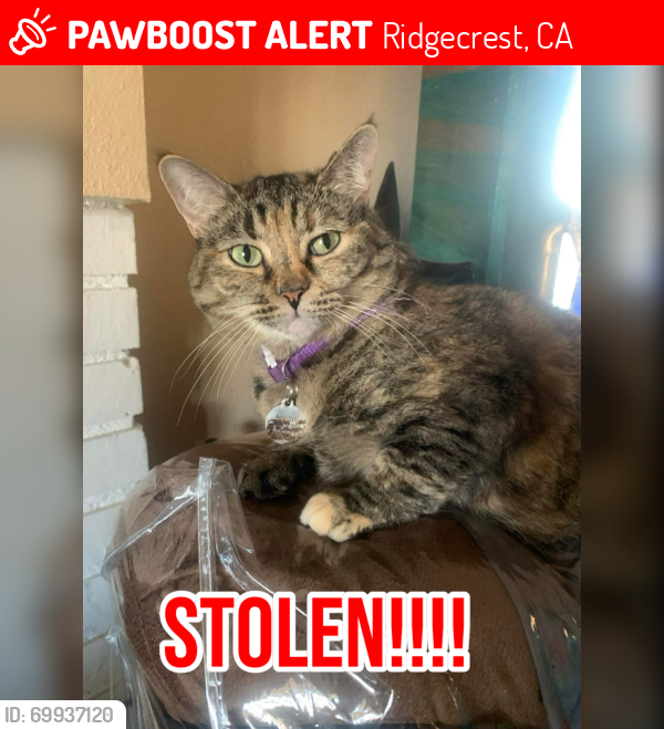 Lost Female Cat last seen Cottonwood Dr and Sunland St, Ridgecrest, CA 93555