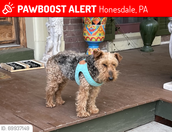 Lost Female Dog last seen Honesdale pa, Honesdale, PA 18431