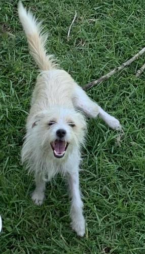 Lost Male Dog last seen From Fulton County to Warner Robins, Warner Robins, GA 31095