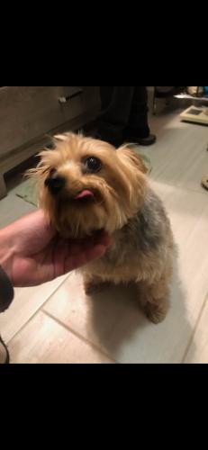 Lost Male Dog last seen Knoll Dr and Grant St., Concord, CA 94520